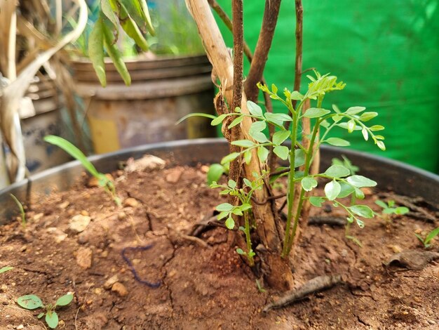 「新芽」とラベルが貼られた鉢の中の植物