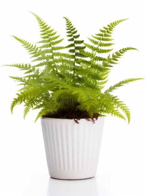 Photo plant in a pot on white background