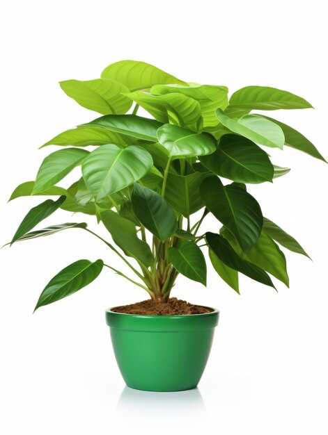 Plant in a pot on white background