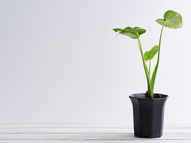 Plant pot on white wooden shelf.