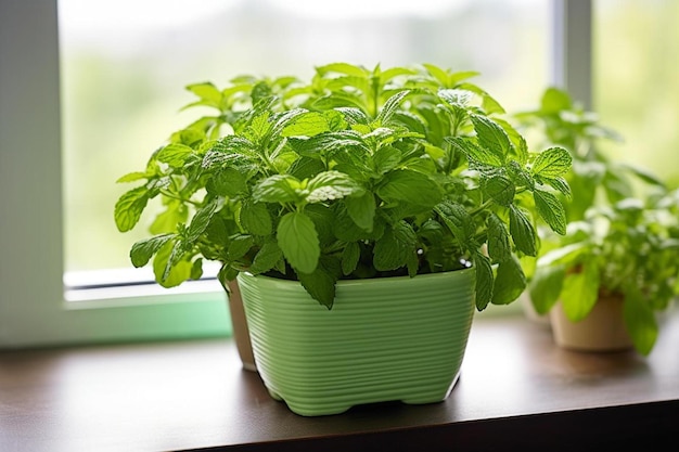 a plant in a pot on a window sill