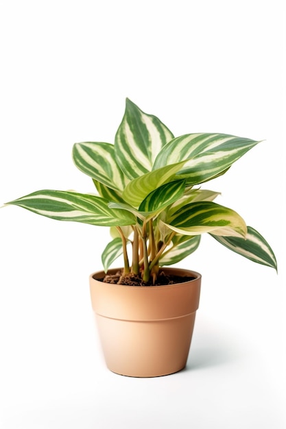 A plant in a pot with the leaves of a plant