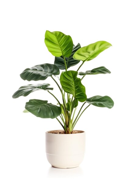 A plant in a pot with the leaves of a plant