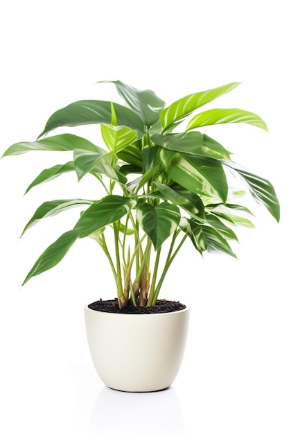 A plant in a pot with the leaves of a plant