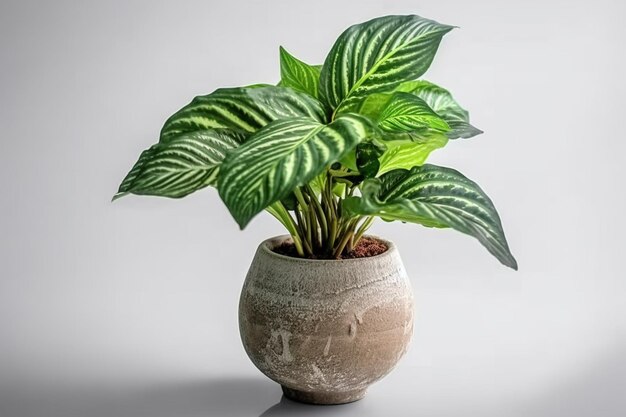 A plant in a pot with the leaves of a plant