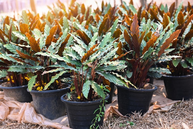 カラテアの葉の自然な背景を持つポットに植える 庭の装飾のための観葉植物 Calathea Rufibarba Fenzl