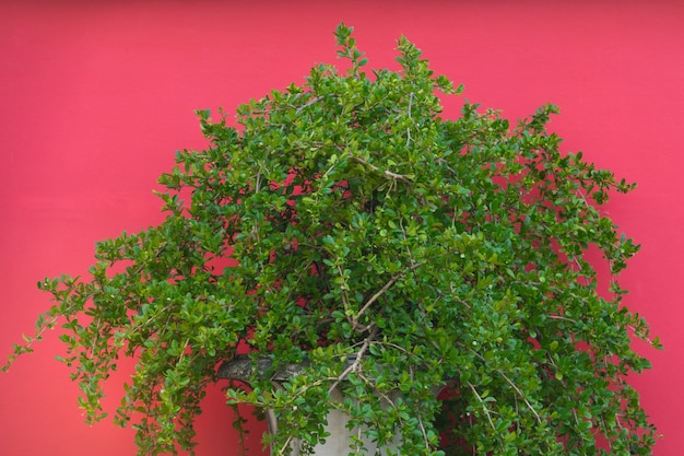 A plant in pot with red background decoration in garden