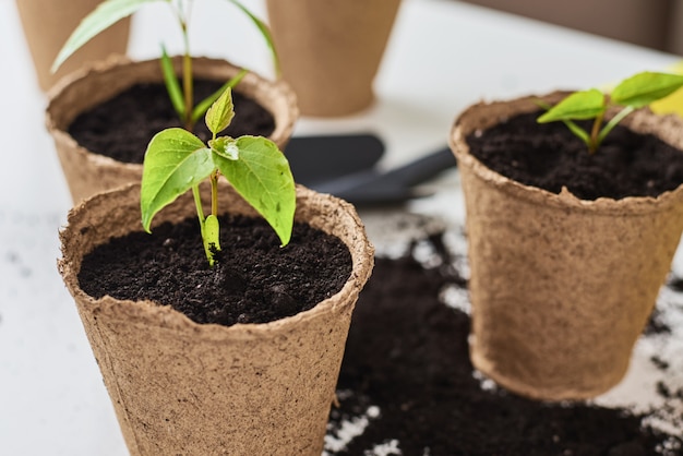 Plant in pot with soil on table. Plant care and gardening concept