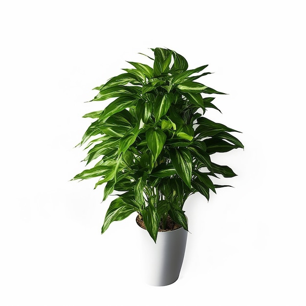 A plant in a pot with a white background