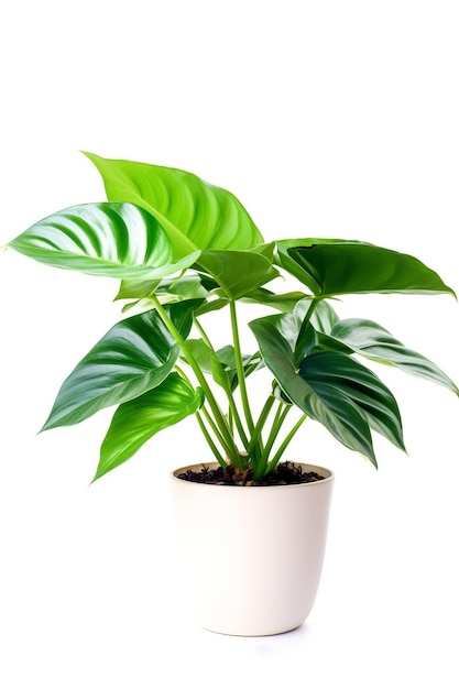 A plant in a pot with a white background