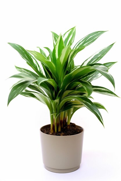 A plant in a pot with a white background