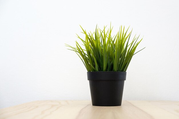 Plant in pot on wood table