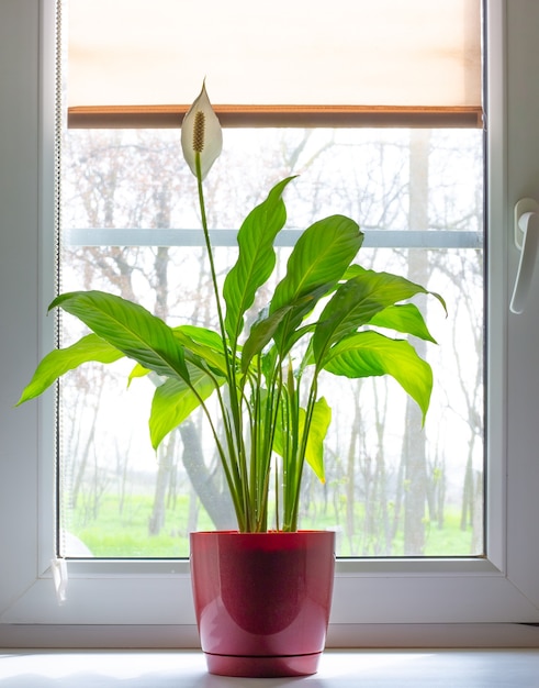 Plant in a red pot by a window