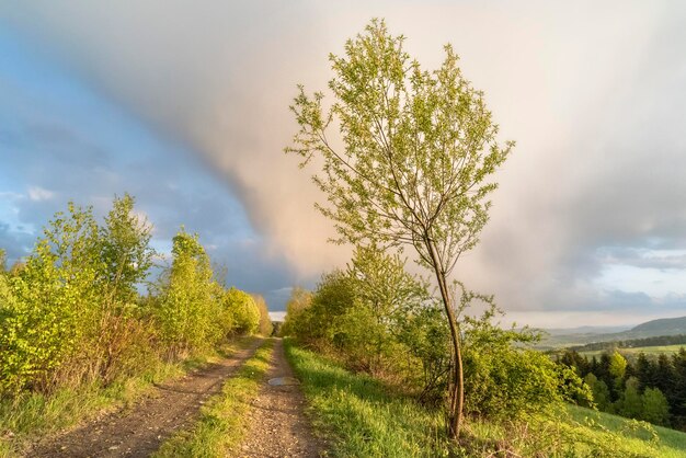 Plant on road amidst trees against sky