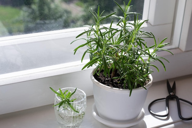 窓枠に発根するためのポットのローズマリーとガラスのローズマリーの茎の植物