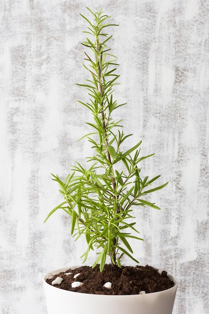 Plant Rosemary in white pot at home on the white background