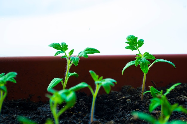 Plant schiet lente zaailingen de geboorte van een nieuw leven