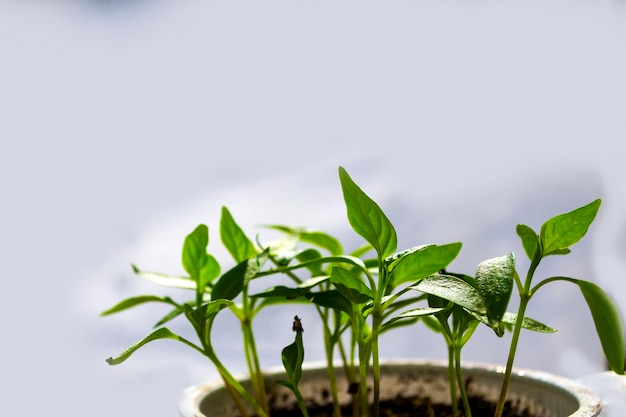 Plant schiet lente zaailingen de geboorte van een nieuw leven