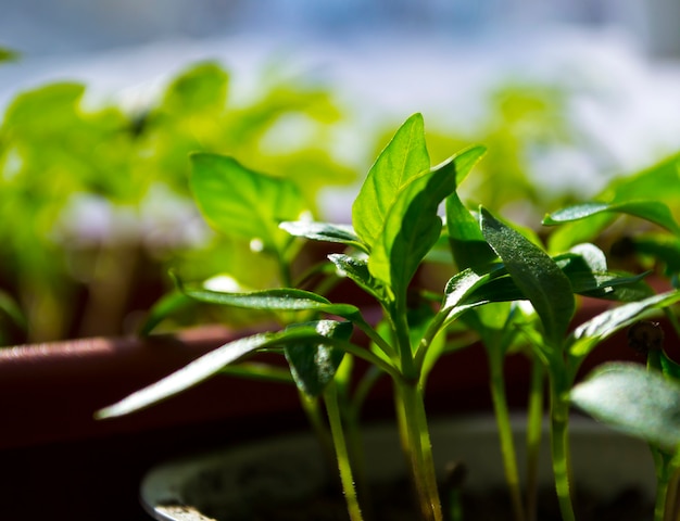 Plant schiet lente zaailingen de geboorte van een nieuw leven