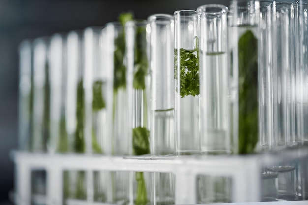 写真 研究分析や花の実験のための植物科学の試験管と実験室農業の成長と緑の葉の植物またはハーブは、実験室での植物学のための化学液体または水のバイアルに浸されています