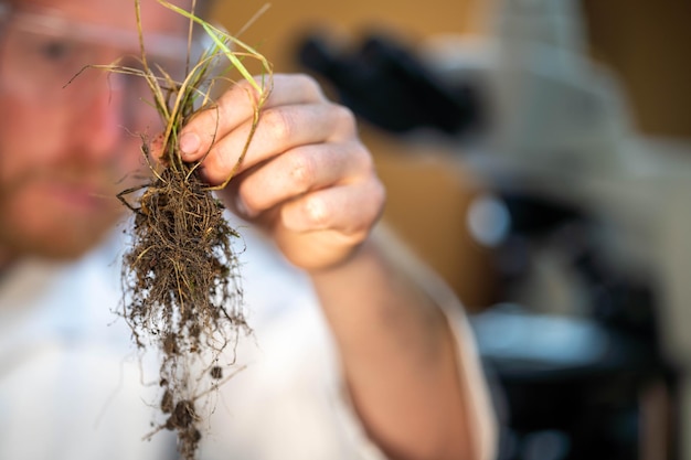 研究室で成長を研究する草の根を持つ植物科学者を接写