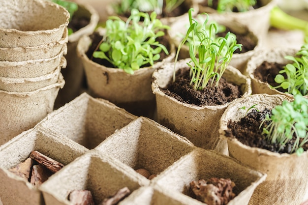 Plant in seedling peat pot on a wooden table