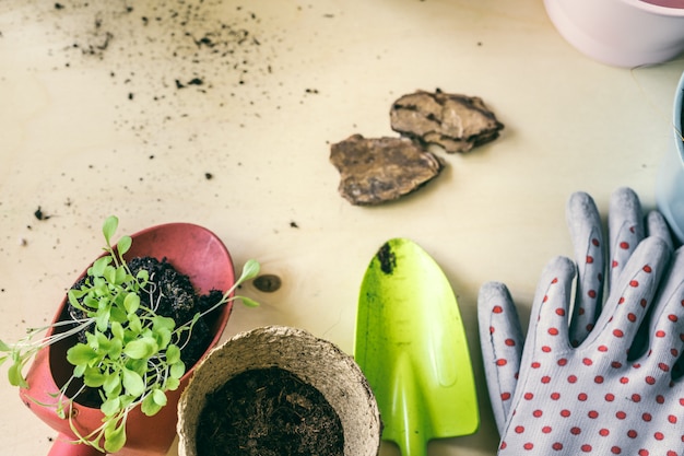 plant in seedling peat pot on a wooden table