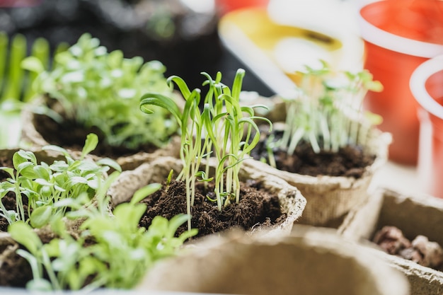 Plant in seedling peat pot on a wooden table