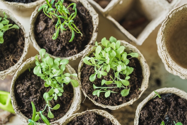 Plant in seedling peat pot on a wooden table