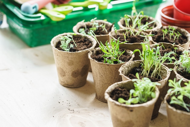 木製のテーブルに苗泥炭ポットに植える