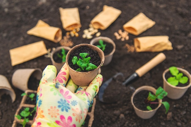 苗をカップに植え 選択的に焦点を当てる