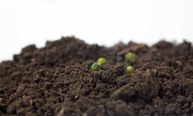 テキストのための白い孤立した背景の場所に地面に種を植える