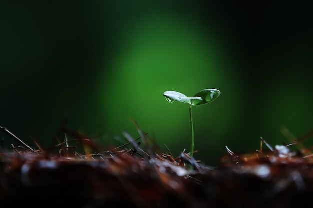 Plant seeds growing in the soil and fresh rain and transparent water droplets on young cotyledons of