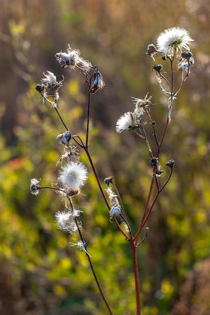 A plant similar to many dandelions on one stem with selective focus and a blurred background Warm tone colors Vertical