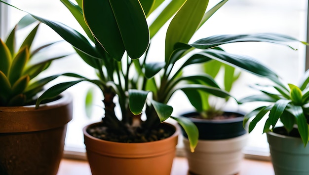 窓の前の窓枠に植物が座っています。