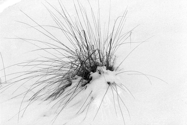 Plant on snow black and white