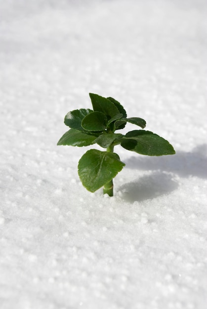 雪の植物