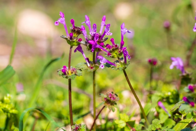 Plant species from Turkey flora.
 Scientific name; 
Lamium amplexicaule