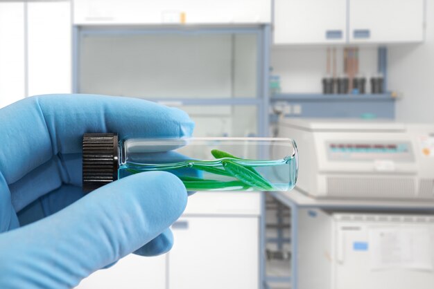 Photo plant specimen in gloved fingers, laboratory interior of focus