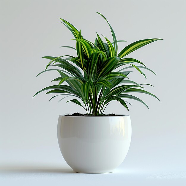 Plant Spider Chlorophytum comosum in een witte pot