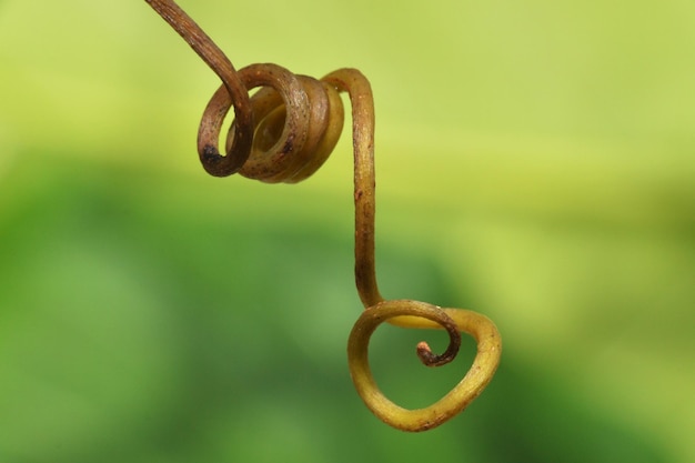 Foto una spirale vegetale in natura