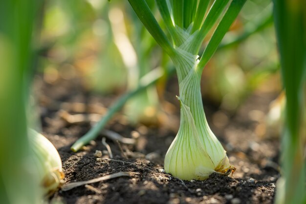 写真 季節に成長しているネギを植えます。肥沃な地域で