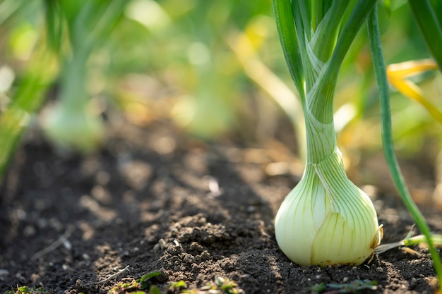 Plant spring onions that are growing in season. In the fertile areas