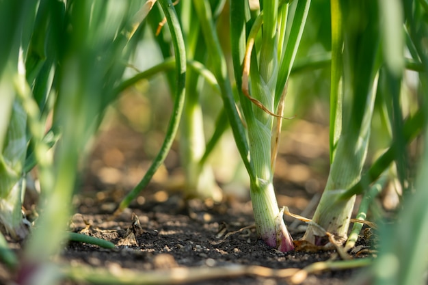 Photo plant spring onions that are growing in season. in the fertile areas