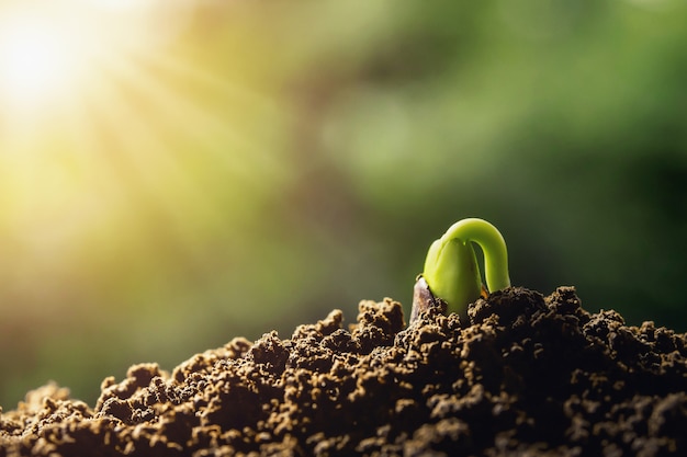 plant  sprout growing on soils with sunshine