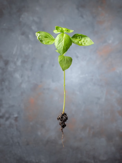 Photo plant sprout with roots. ecological organic product, plant cultivation.