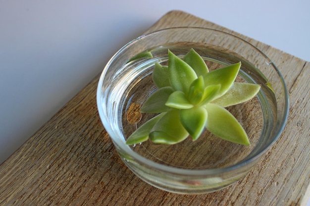 Plant sprout with succulent leaves in a glass bowl of water on a wooden board