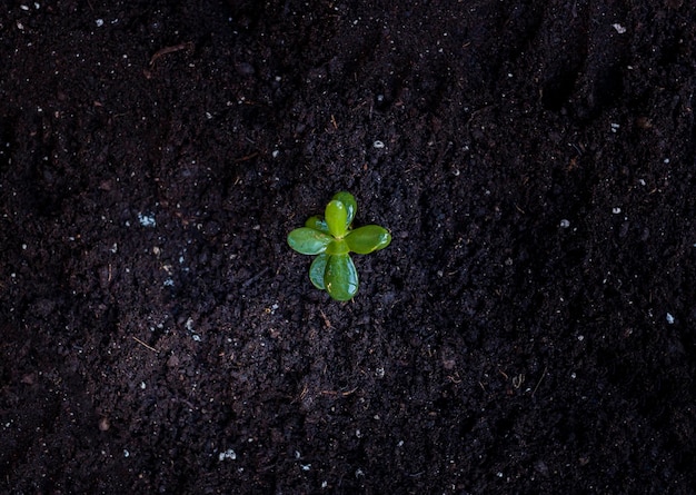 Plant sprouts ready to transplant to a pot in the home garden