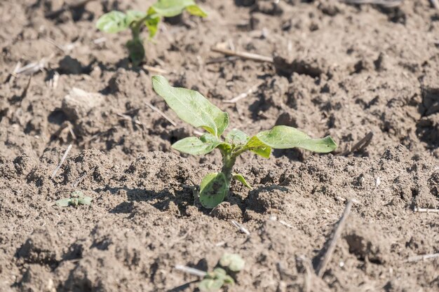 Plant spruit zonnebloem groeien