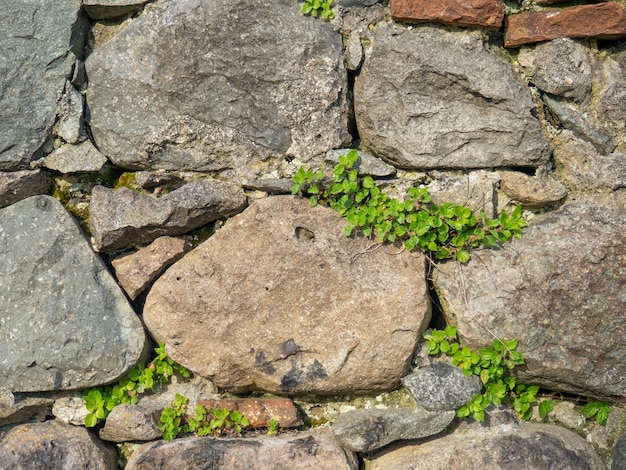 A plant on a stone wall Plants grow on an old stone wall Old masonry Remains of ancient architecture